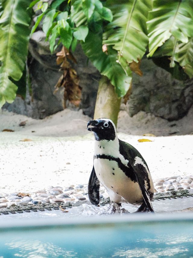秋天新加坡包車遊美到失語