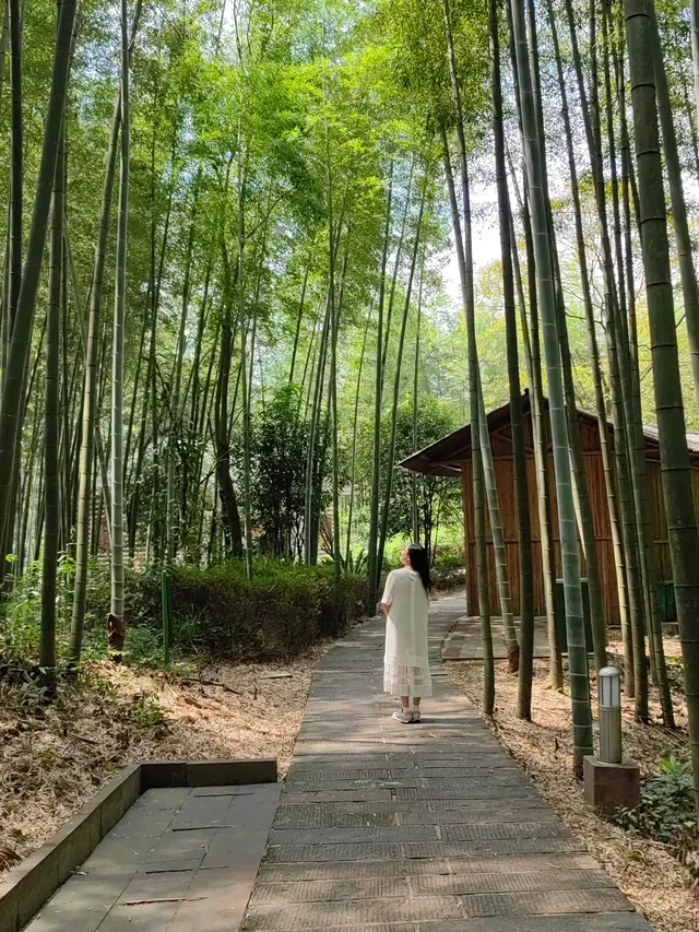 赤水竹海國家森林公園 赤水竹海國家森林公園