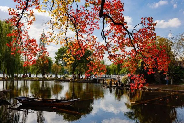 南京的樹正在刷屏