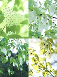 疊翠溪集翠溪森林奇景於一體的旅遊寶藏地