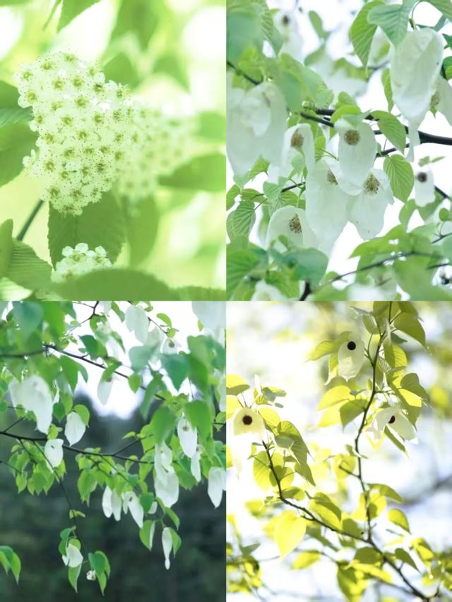 疊翠溪集翠溪森林奇景於一體的旅遊寶藏地