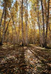 晨光鍍雪白樺林，亞布力晨韻醉初心