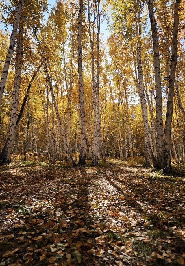 晨光鍍雪白樺林，亞布力晨韻醉初心