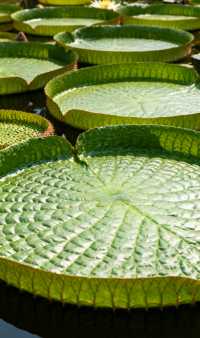 南亞風情版納韻