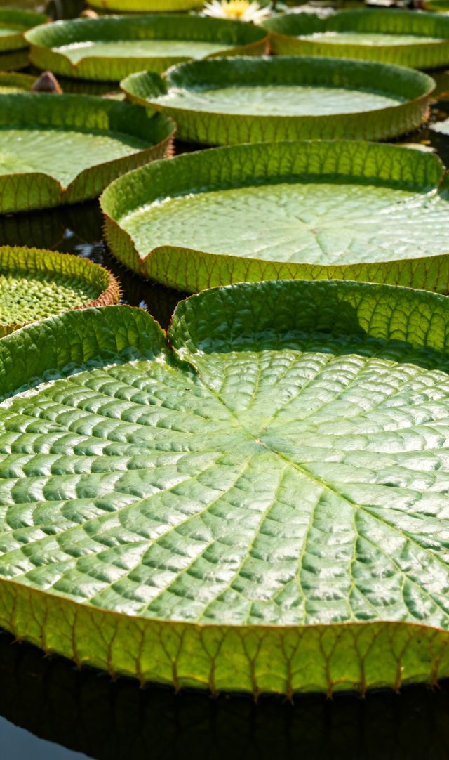 南亞風情版納韻 南亞風情版納韻