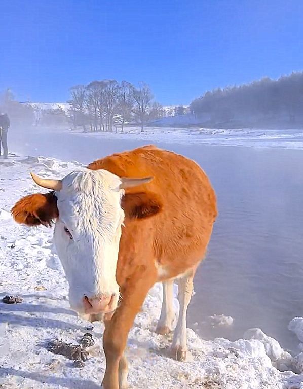 阿爾山不凍河冬日生機