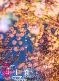 夜櫻暴擊!北外灘晚櫻秘境美到犯規!