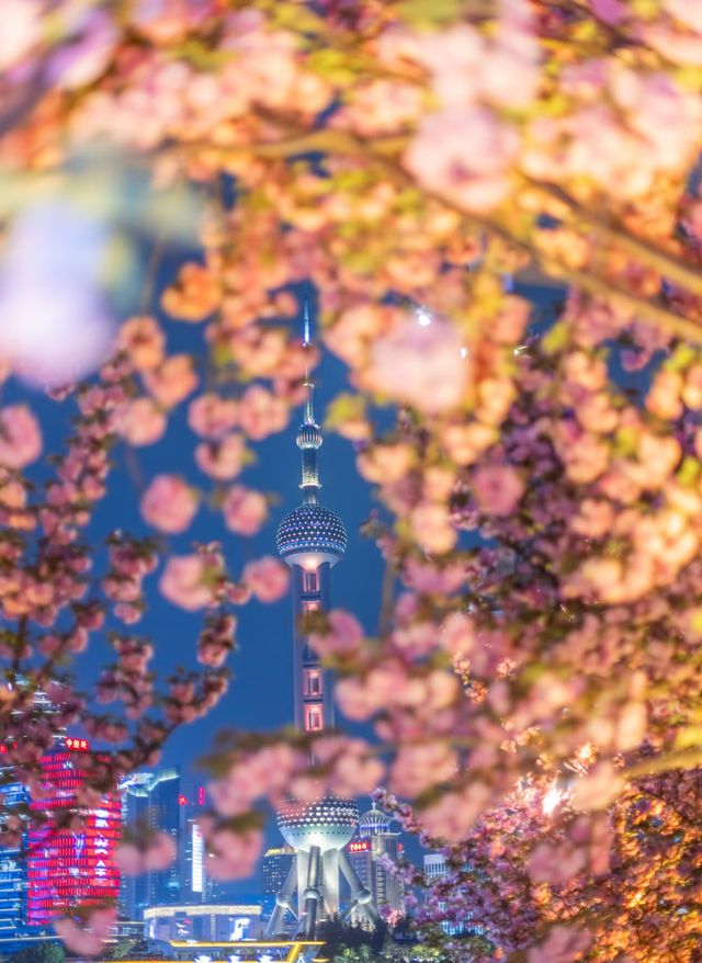 夜櫻暴擊!北外灘晚櫻秘境美到犯規! 夜櫻暴擊!北外灘晚櫻秘境美到犯規!