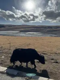 冬季青海湖美哭了..