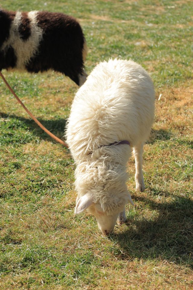 納帕海畔神仙民宿 納帕海畔神仙民宿