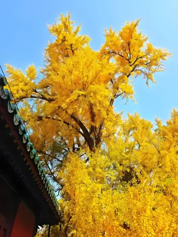 北京最美銀杏季大覺寺千年銀杏王全黃限定攻略！