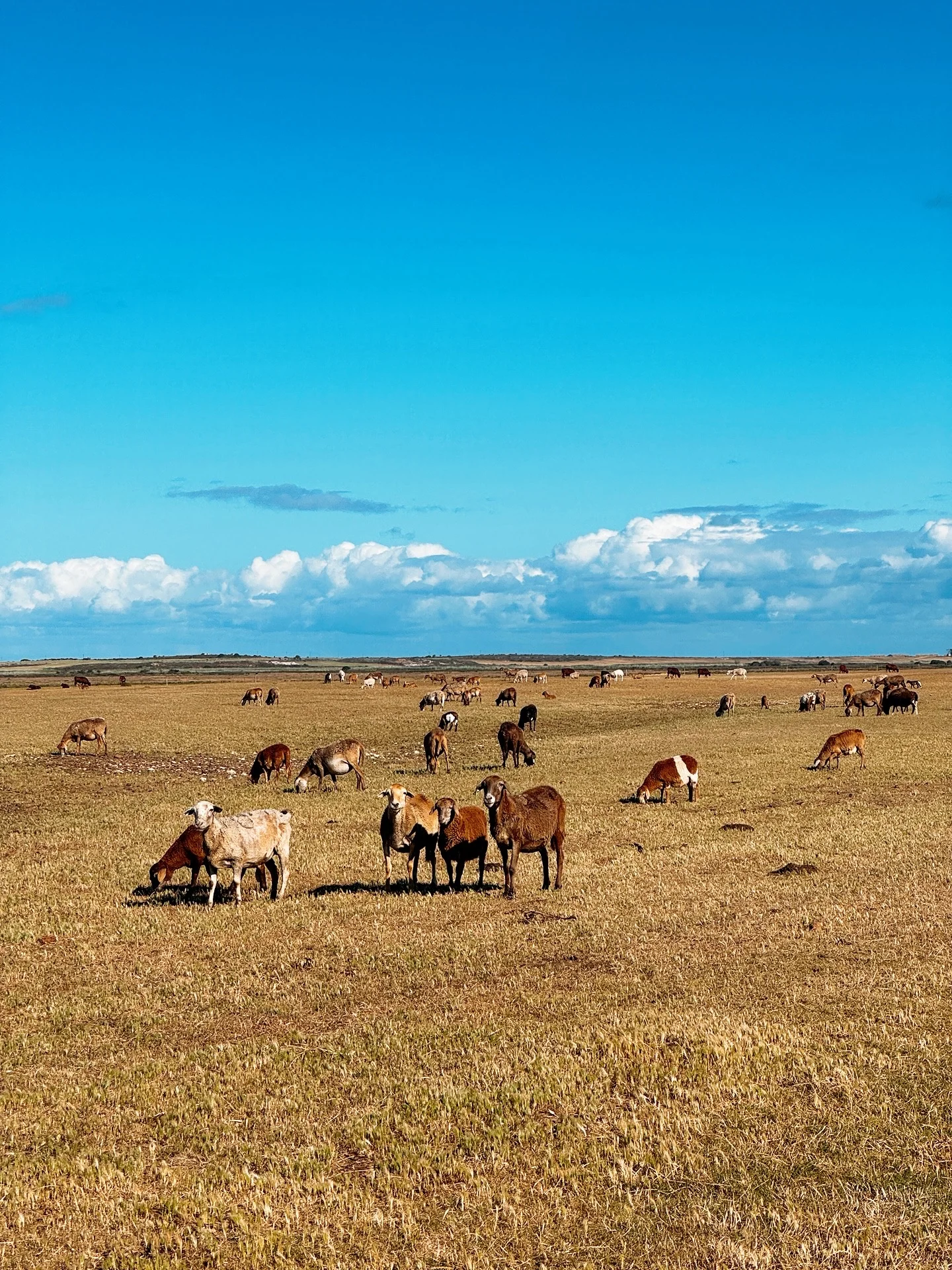 South Africa offers free ETA | Hurry up and visit this African garden country!