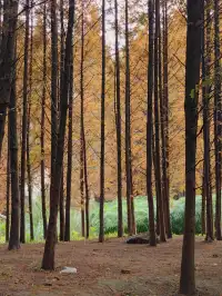 貴陽初冬·唯一想去無數次的公園