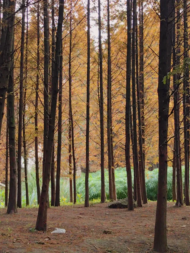 貴陽初冬·唯一想去無數次的公園