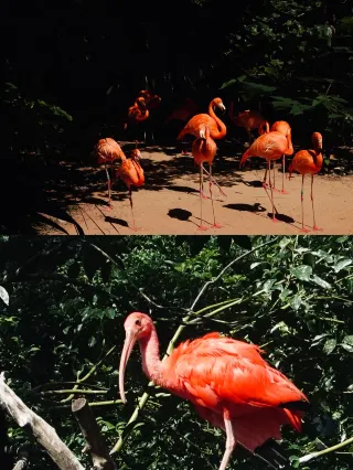 If possible, I want to be a monkey at Hongshan Zoo