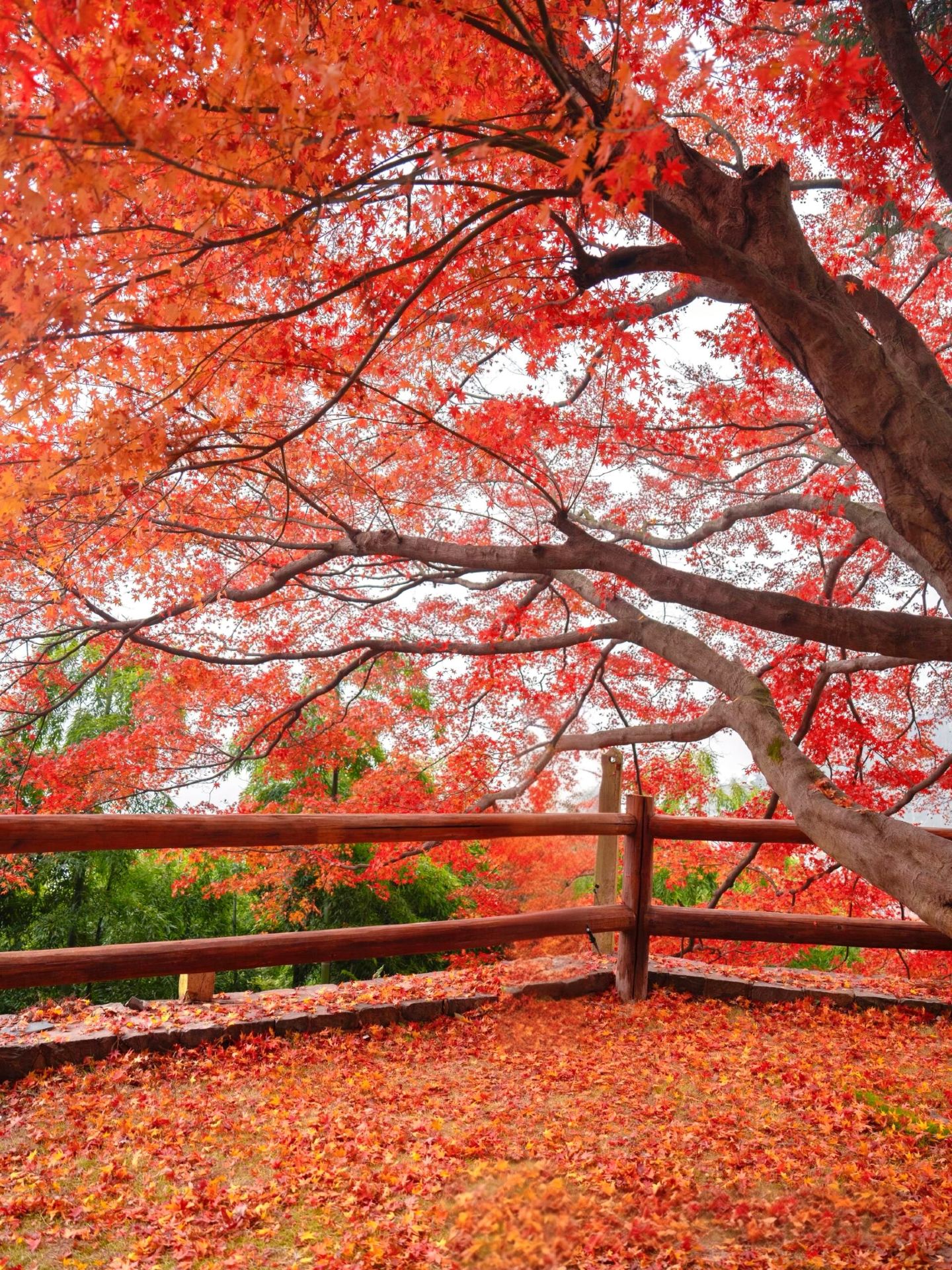 I thought the maple leaves in Suzhou were already beautiful, until I came here! Now is the perfect time to visit!