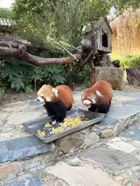 太湖龍之夢秋日奇遇動物界顯眼包集合!