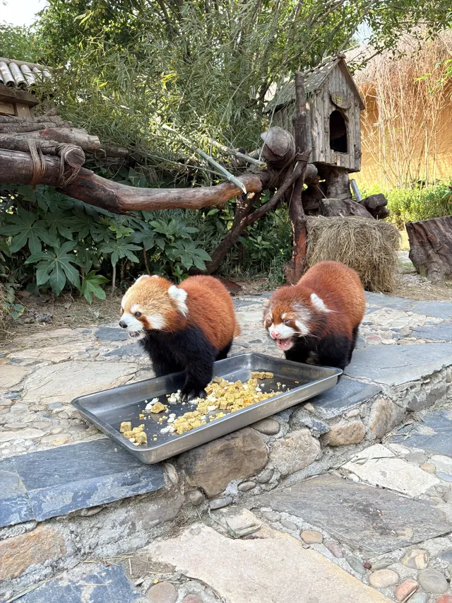 太湖龍之夢秋日奇遇動物界顯眼包集合! 太湖龍之夢秋日奇遇動物界顯眼包集合!