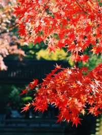 錯過無錫的秋 ，該有多遺憾吖