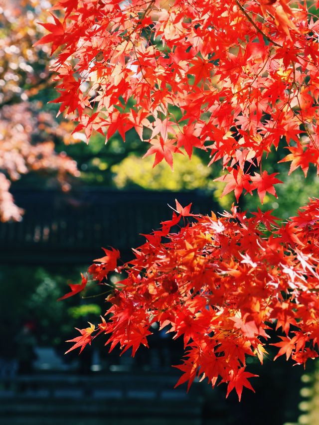 錯過無錫的秋 ，該有多遺憾吖