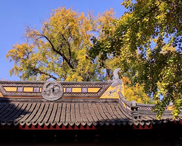 治平寺裡一片金黃