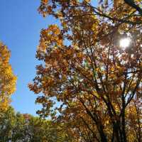 東北小瑞士！伊春秋色絕絕子