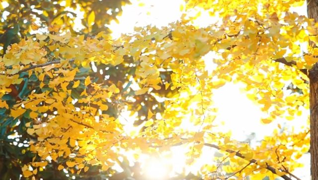 洋河初冬限定色彩上新,斑斕美景醉人遊 洋河初冬限定色彩上新,斑斕美景醉人遊