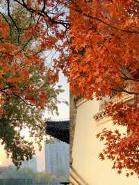 北京私藏免費秋景!600年古城牆配紅楓,美到窒息