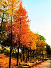 深圳秋冬遊玩攻略:10處落羽杉秘境,絕對不能錯過!!