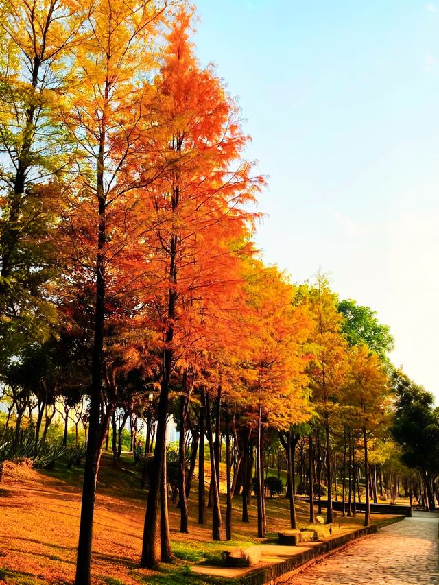 深圳秋冬遊玩攻略:10處落羽杉秘境,絕對不能錯過!! 深圳秋冬遊玩攻略:10處落羽杉秘境,絕對不能錯過!!