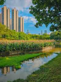 去一萬次都不夠！深圳我最愛的治癒系公園！