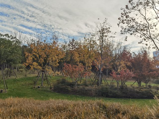 魔都秋色打卡 魔都秋色打卡