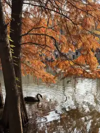 12.1明孝陵實況,落羽杉美到失語了