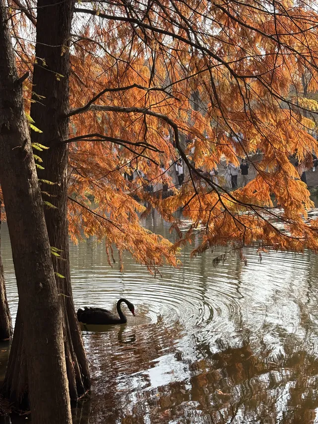 12.1明孝陵實況,落羽杉美到失語了 12.1明孝陵實況,落羽杉美到失語了