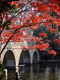 上海魯迅公園｜初冬限定！這片紅楓林美到窒息