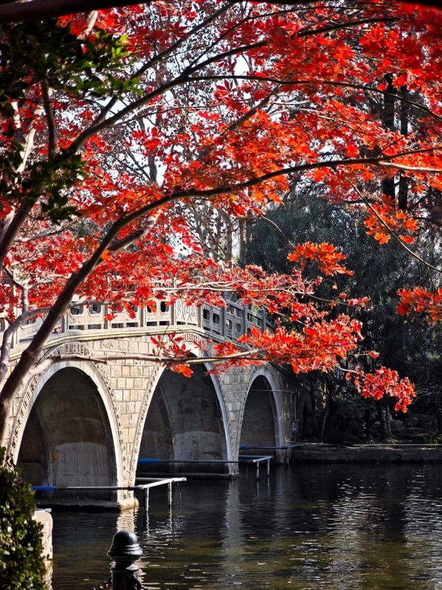 上海魯迅公園｜初冬限定！這片紅楓林美到窒息