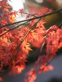 紅楓JK拍照丨不用長焦!超廣角才有生命力