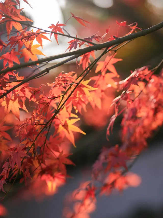 紅楓JK拍照丨不用長焦!超廣角才有生命力 紅楓JK拍照丨不用長焦!超廣角才有生命力