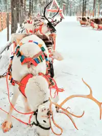 12月歐洲旅行必看!聖誕市集寶藏攻略
