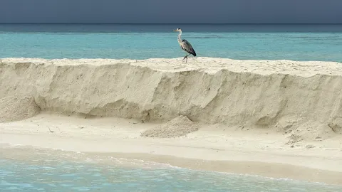 Maldives Two-Island Trip - Mathiveri + Gangxi — traveler post in Mathiveri