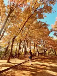 大棠楓香林.你沒看錯.這是香港的楓葉林喔