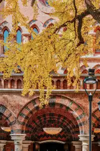 就在中環內|一個週末賞遍上海的銀杏之海