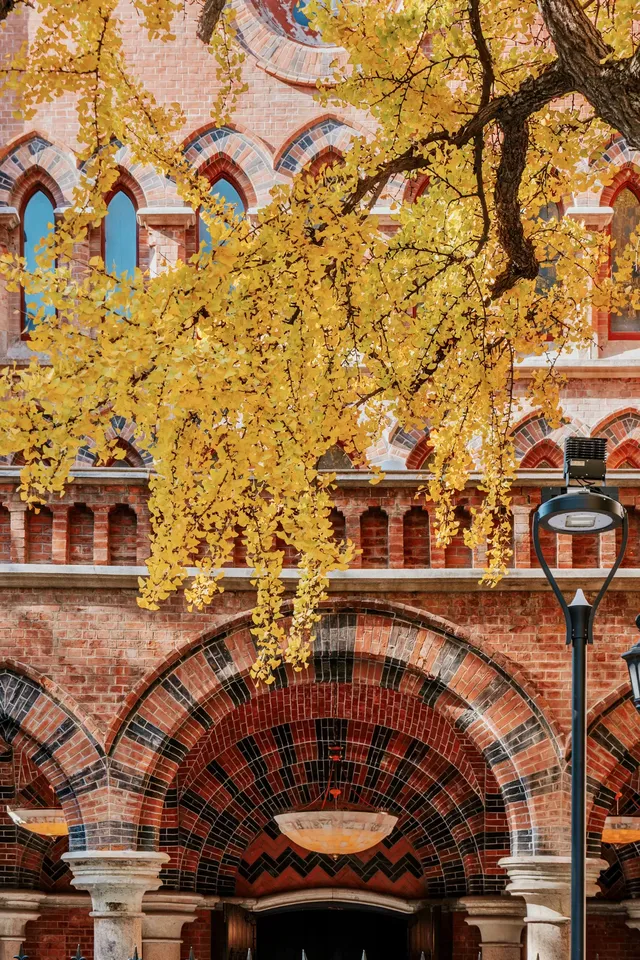 就在中環內|一個週末賞遍上海的銀杏之海