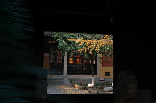 虞山方塔園|八百年銀杏|最佳觀賞期 虞山方塔園|八百年銀杏|最佳觀賞期