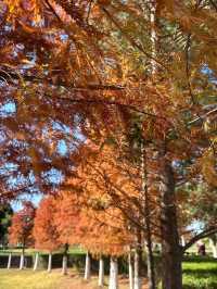 冬日限定|被這片絕美紅楓刷屏了!隨手一拍都是大片