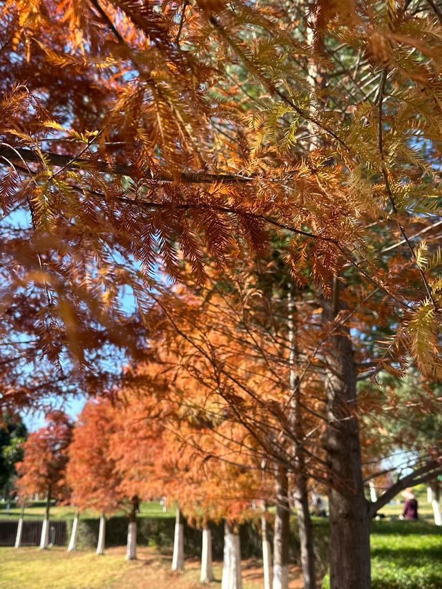 冬日限定|被這片絕美紅楓刷屏了!隨手一拍都是大片 冬日限定|被這片絕美紅楓刷屏了!隨手一拍都是大片