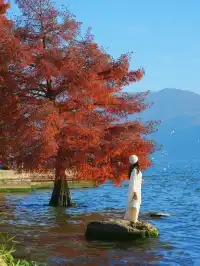 18圖告訴你,現在的大理水杉季究竟有多美……