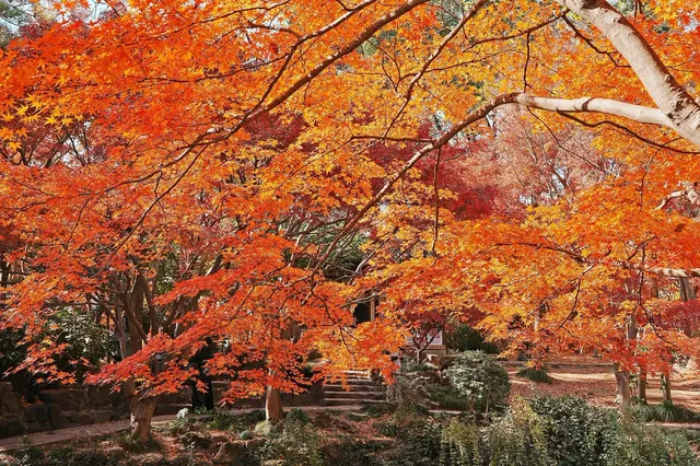 被驚艷到了!不用出滬也能欣賞到紅楓美景! 被驚艷到了!不用出滬也能欣賞到紅楓美景!