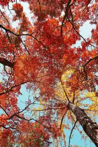 被驚艷到了!不用出滬也能欣賞到紅楓美景!