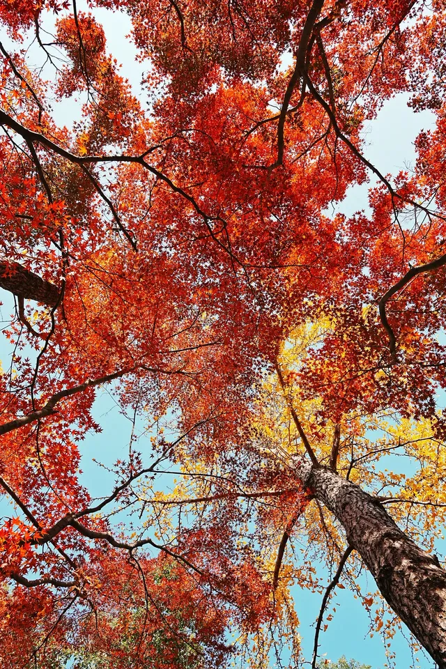被驚艷到了!不用出滬也能欣賞到紅楓美景! 被驚艷到了!不用出滬也能欣賞到紅楓美景!